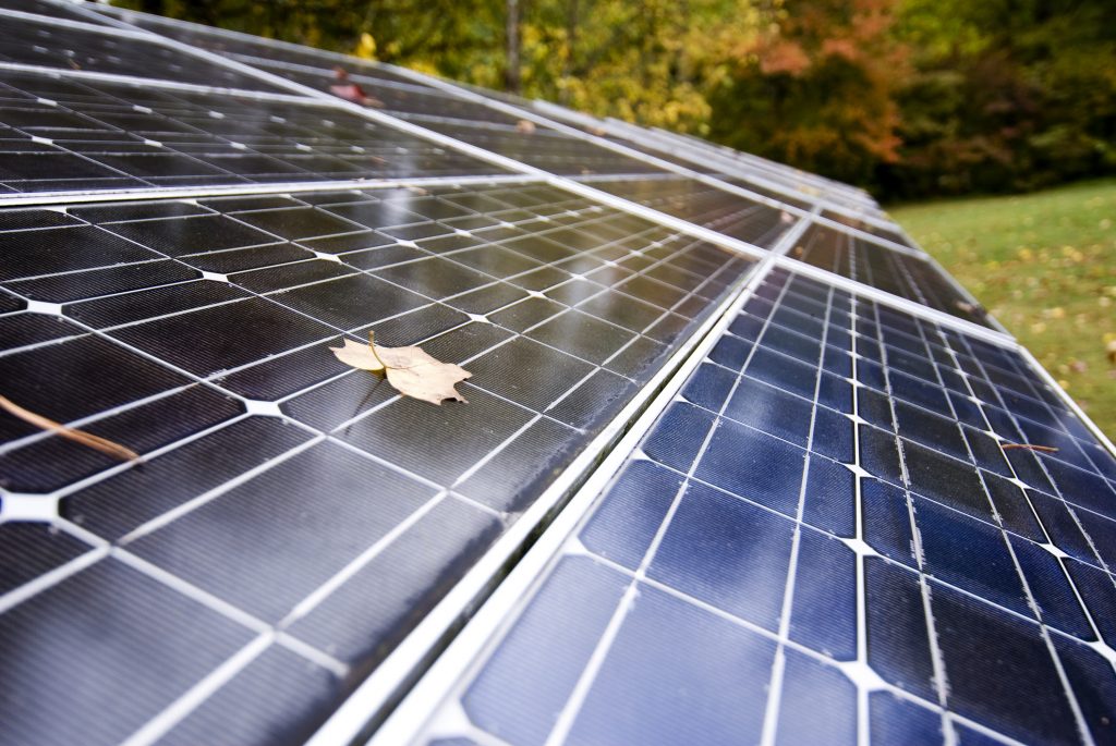 Solar panels with a leaf on the surface, surrounded by foliage