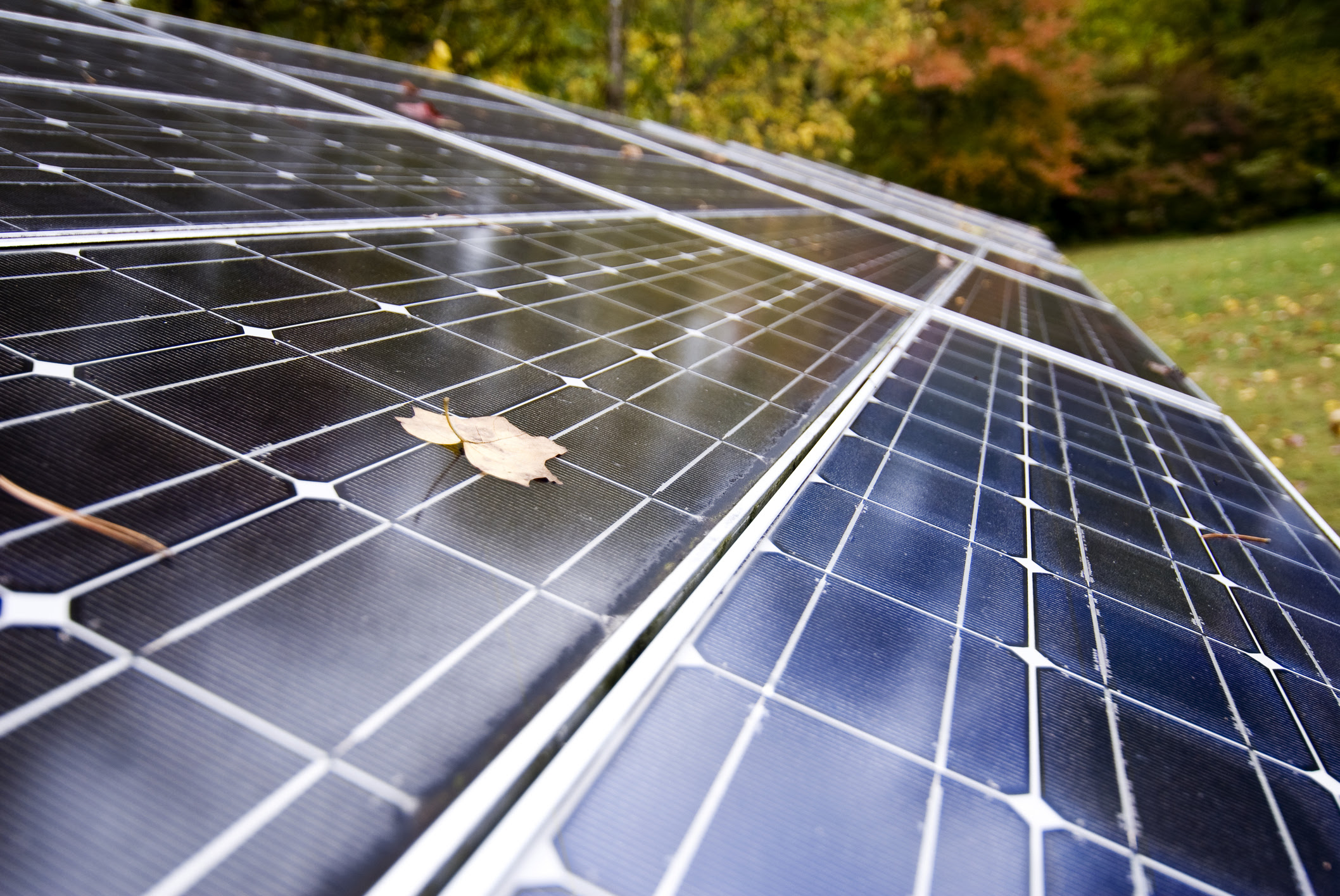 Solar panels with a leaf on the surface, surrounded by foliage
